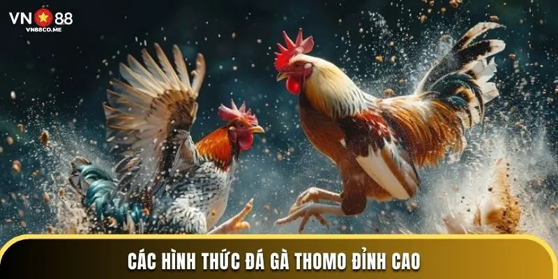 Các hình thức đá gà Thomo đỉnh cao