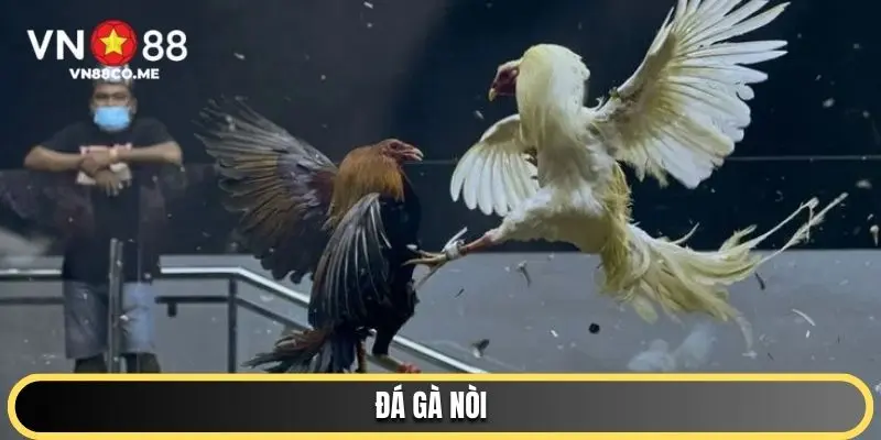 đá gà nòi vn88 ảnh đại diện