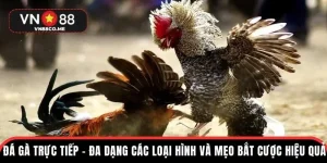 đá gà trực tiếp vn88 ảnh đại diện