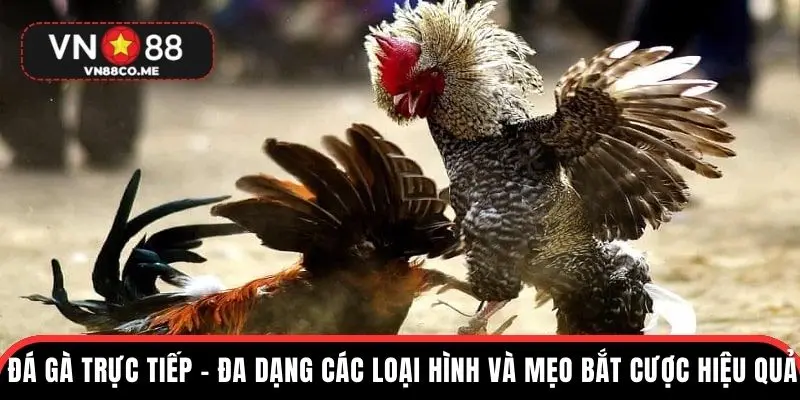 đá gà trực tiếp vn88 ảnh đại diện