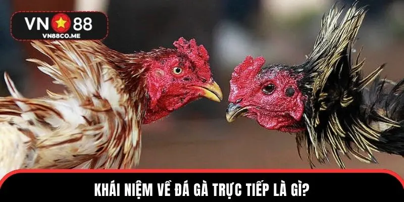 Khái niệm về đá gà trực tiếp là gì?
