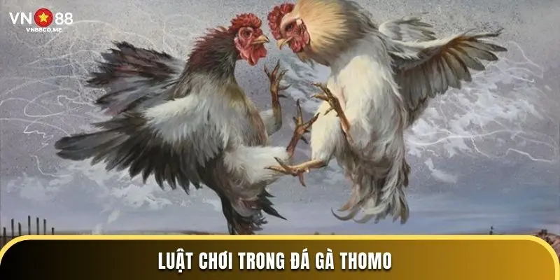 Luật chơi trong đá gà Thomo