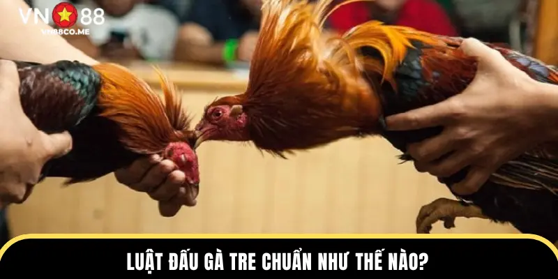 Luật đấu gà tre chuẩn như thế nào?