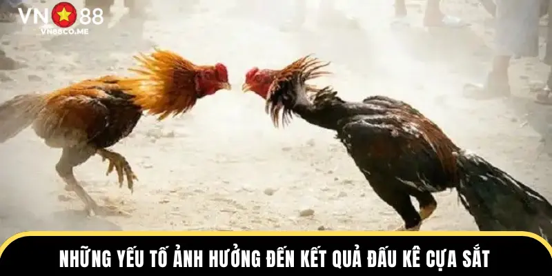 Những yếu tố ảnh hưởng đến kết quả đấu kê cựa sắt