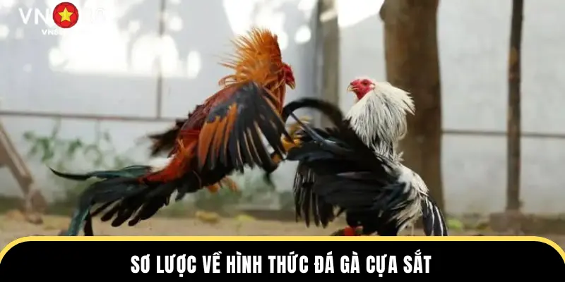 Sơ lược về hình thức đá gà cựa sắt
