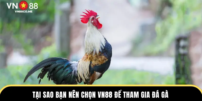 Tại sao bạn nên chọn VN88 để tham gia đá gà