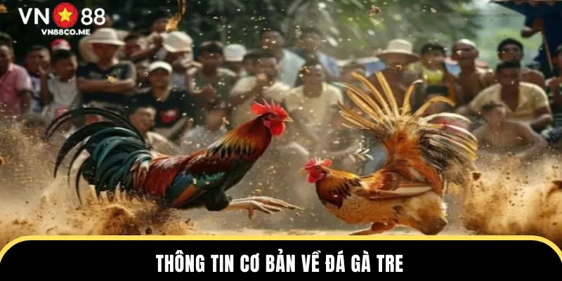 Thông tin cơ bản về đá gà tre