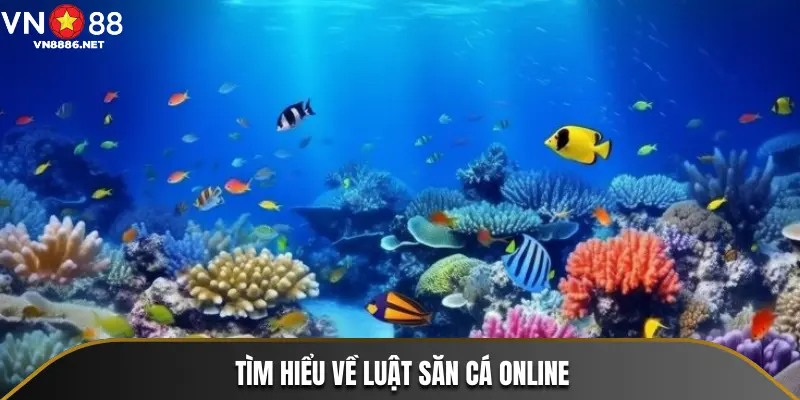 Tìm hiểu về luật săn cá online