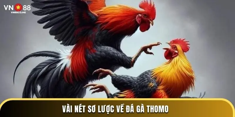 Vài nét sơ lược về đá gà Thomo